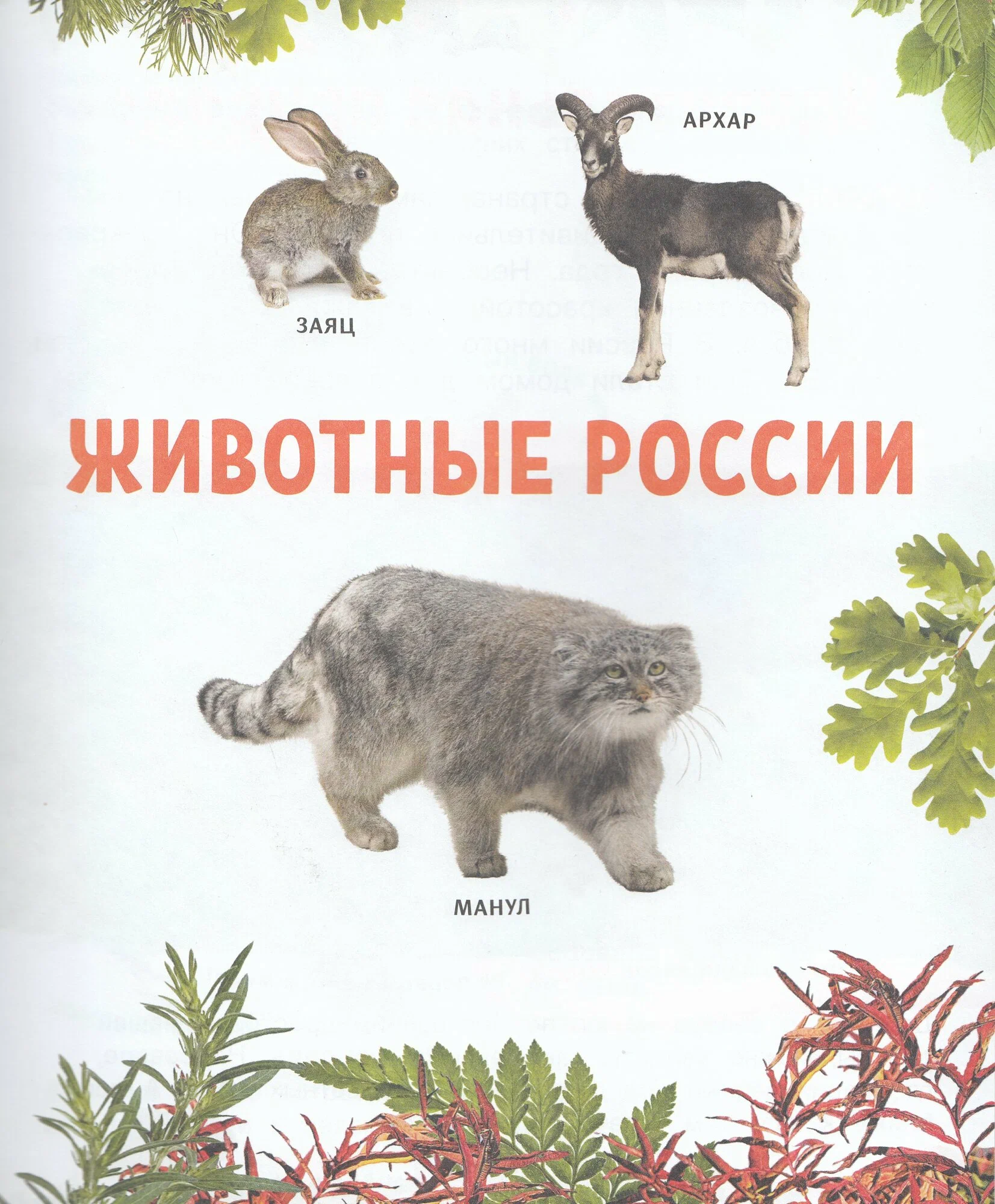 Животные. Лучшая детская энциклопедия фото книги маленькое 3