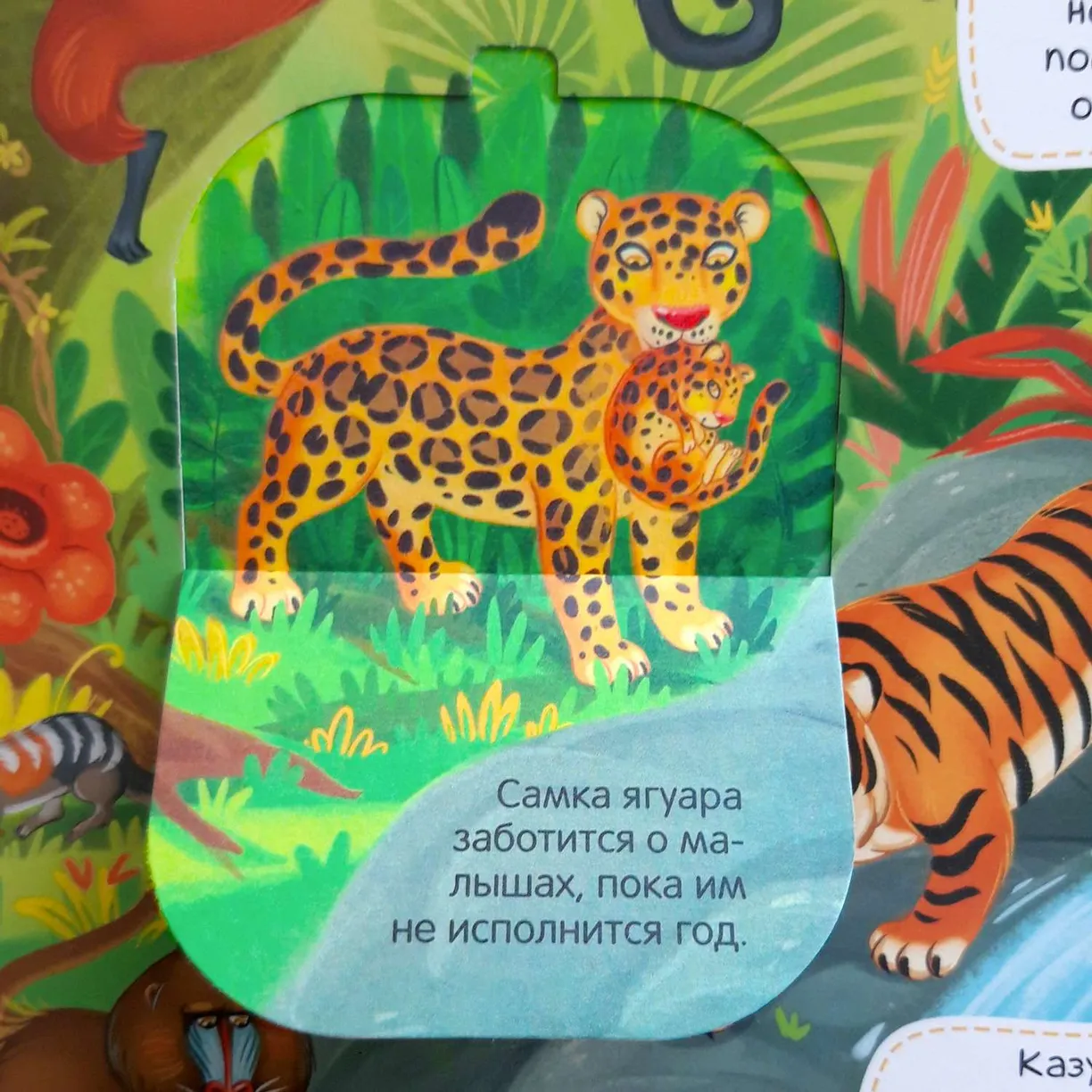 Виммельбух с окошками «Животные» фото книги маленькое 6