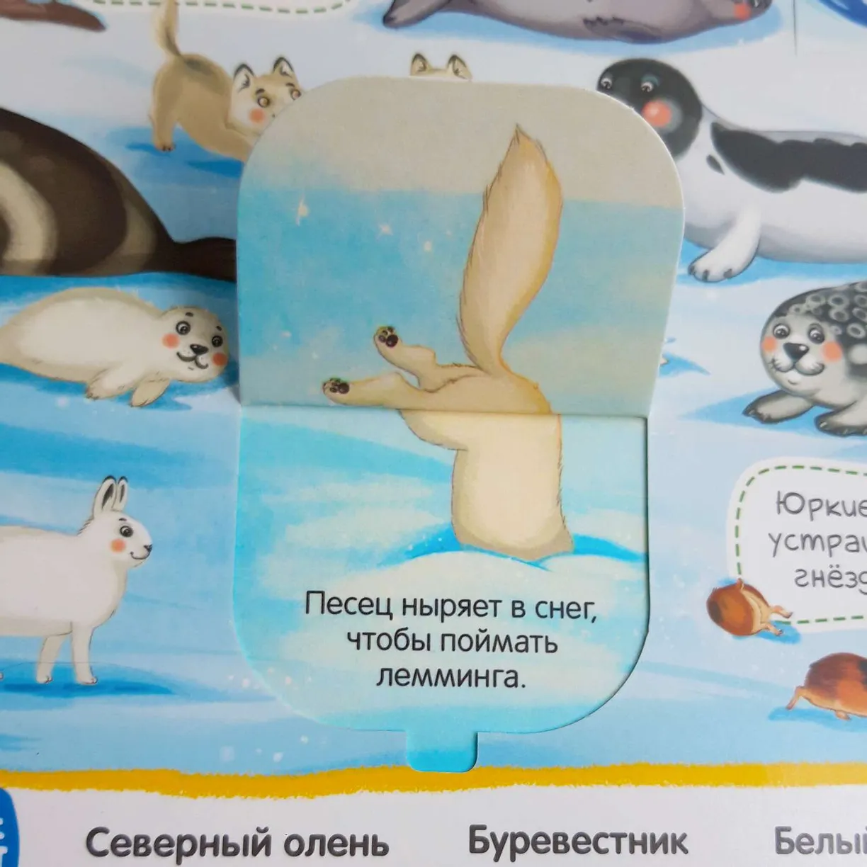 Виммельбух с окошками «Животные» фото книги маленькое 4