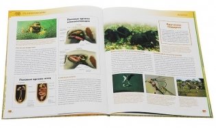 Размножение животных. Цепь жизни фото книги 2