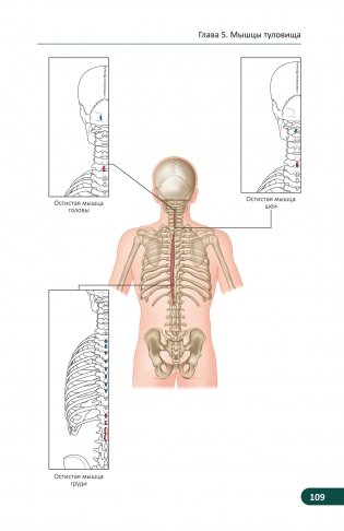 Карманный атлас скелетных мышц. Иллюстрированный справочник фото книги 15
