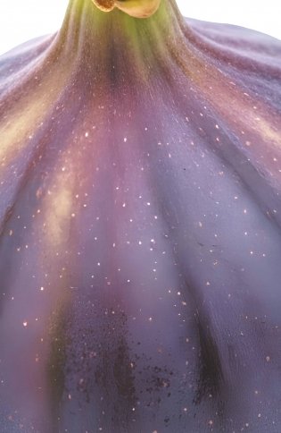 Блокнот со спелым инжиром (А5, мягкая обложка, 32 л.) фото книги