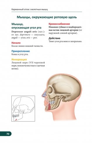 Карманный атлас скелетных мышц. Иллюстрированный справочник фото книги 12