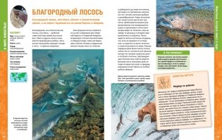 В мире животных. Энциклопедия фото книги 6
