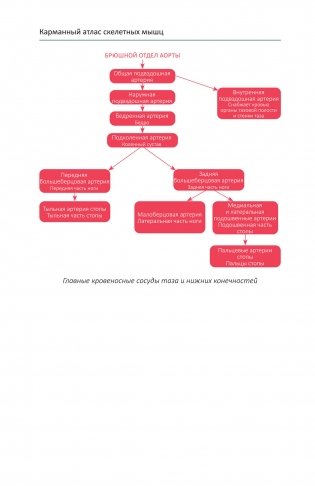 Карманный атлас скелетных мышц. Иллюстрированный справочник фото книги 11