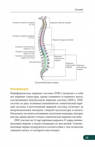 Карманный атлас скелетных мышц. Иллюстрированный справочник фото книги 9