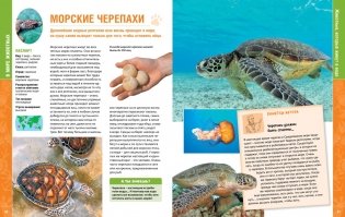 В мире животных. Энциклопедия фото книги 7