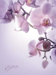 Папка на резинках "Romantique", А4 фото книги