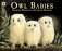Owl babies фото книги маленькое 2