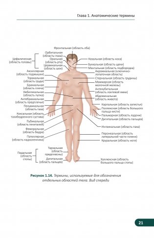 Карманный атлас скелетных мышц. Иллюстрированный справочник фото книги 14