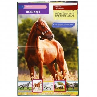 Питомцы. Энциклопедия с развивающими заданиями фото книги 5