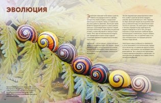 Огромная энциклопедия животных мира фото книги 6