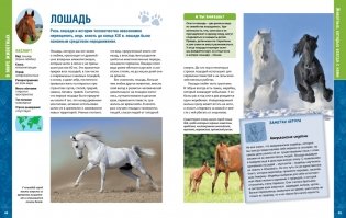 В мире животных. Энциклопедия фото книги 4