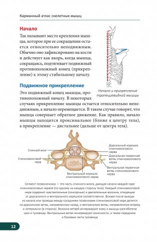 Карманный атлас скелетных мышц. Иллюстрированный справочник фото книги 8