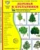 Деревья и кустарники. 16 демонстрационных картинок с текстом на обороте фото книги маленькое 2