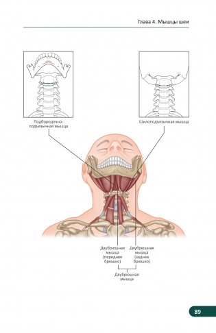 Карманный атлас скелетных мышц. Иллюстрированный справочник фото книги 13