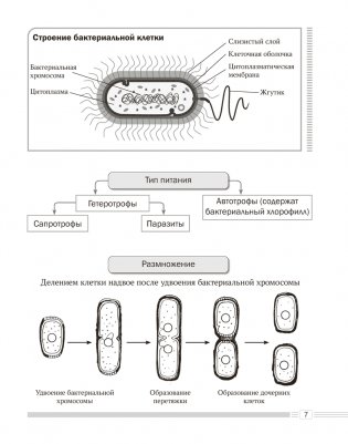 Биология. 7 класс. Опорные конспекты, схемы и таблицы. ГРИФ фото книги 6