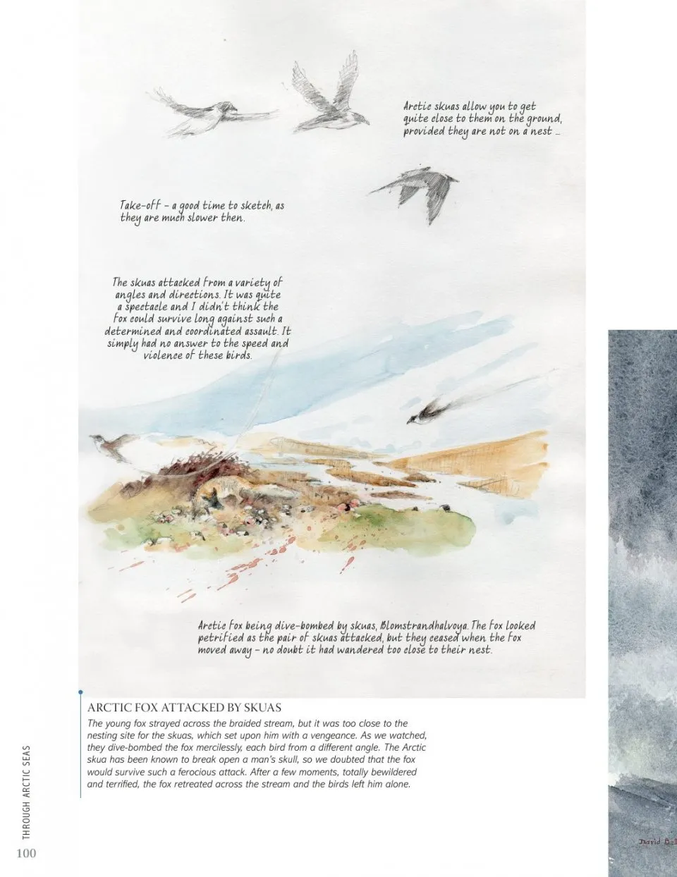 David Bellamy`s Arctic Light фото книги маленькое 15