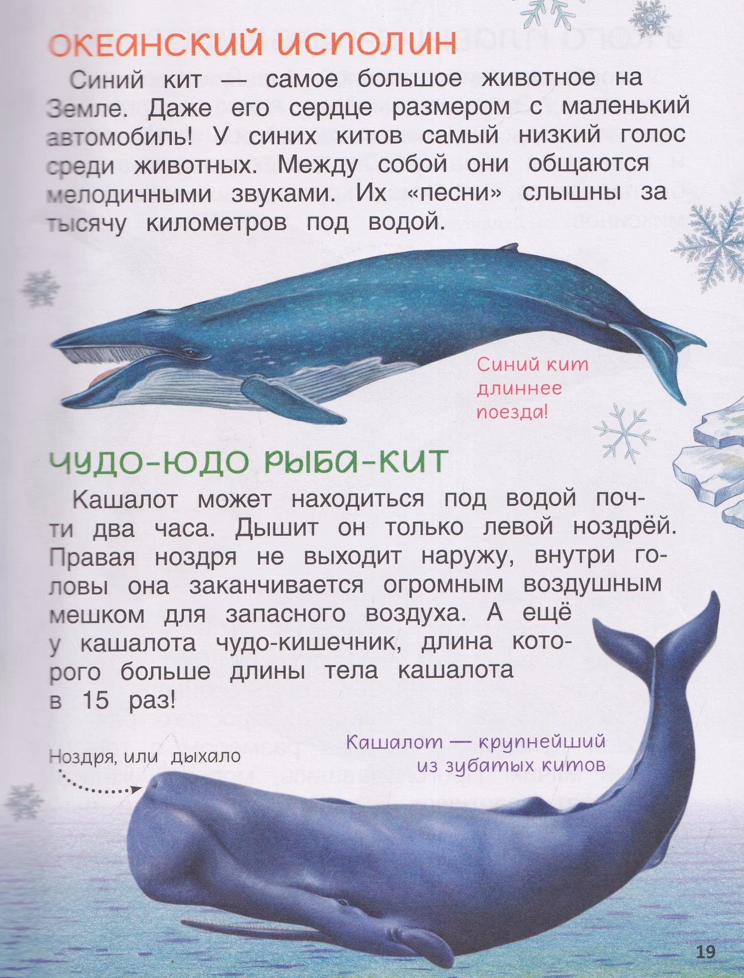 Животные. Энциклопедия. Подарок школьнику фото книги маленькое 4