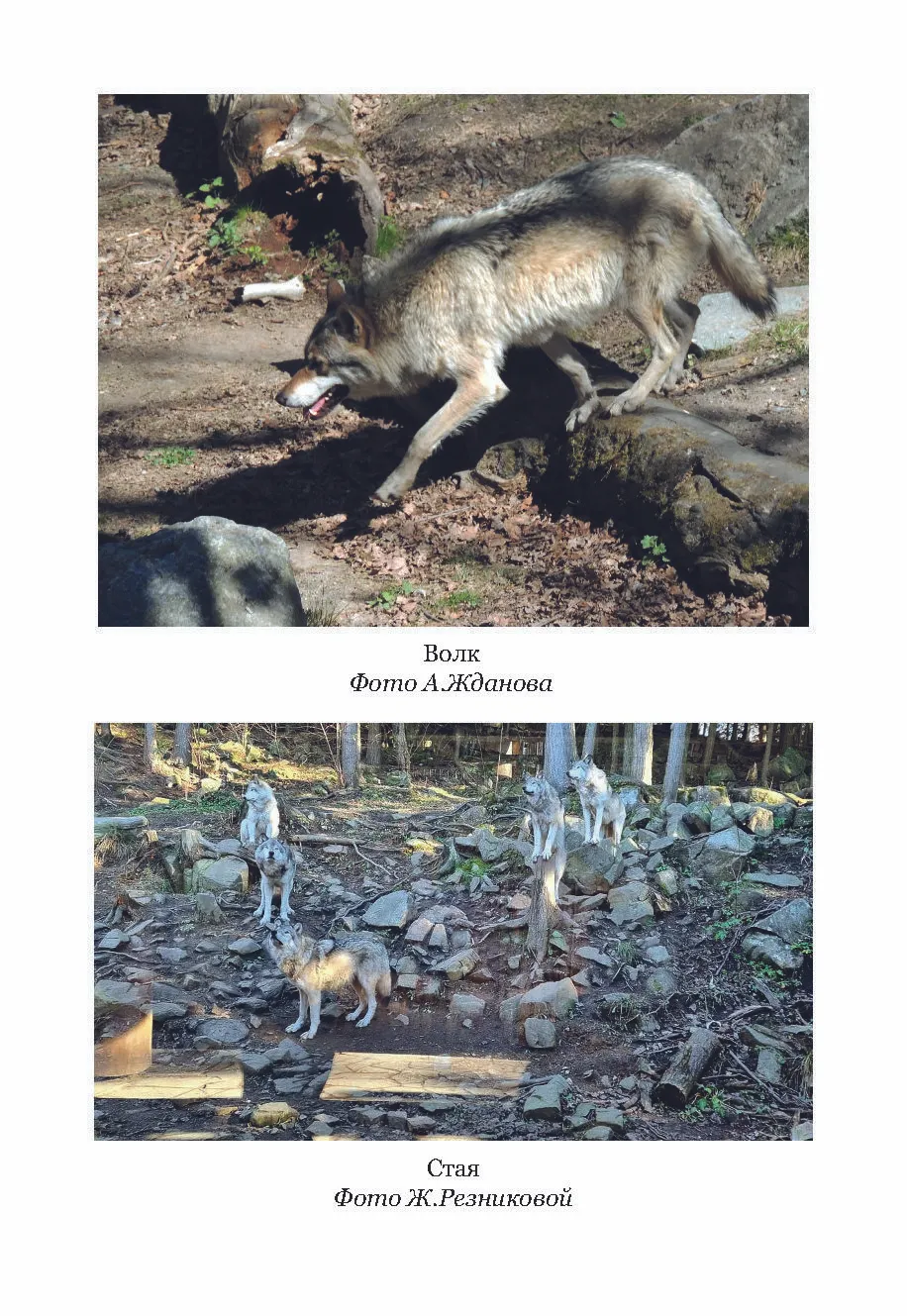 Жизнь с волками фото книги маленькое 5