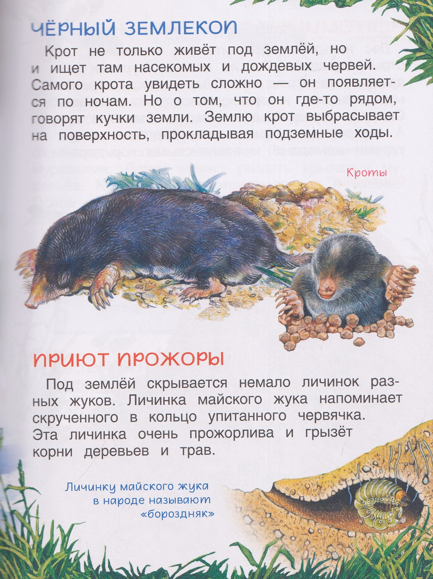 Животные. Энциклопедия. Подарок школьнику фото книги маленькое 5