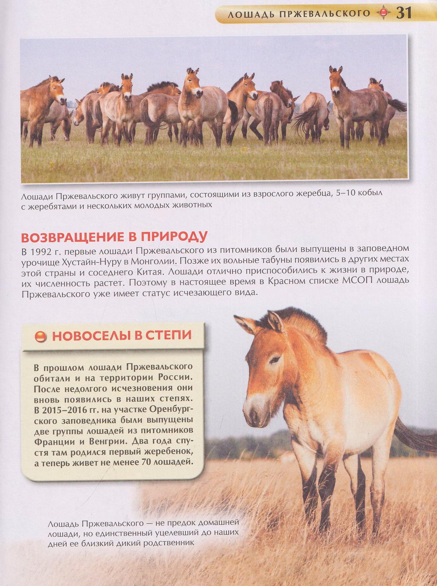 Красная книга для детей. Энциклопедия фото книги маленькое 5