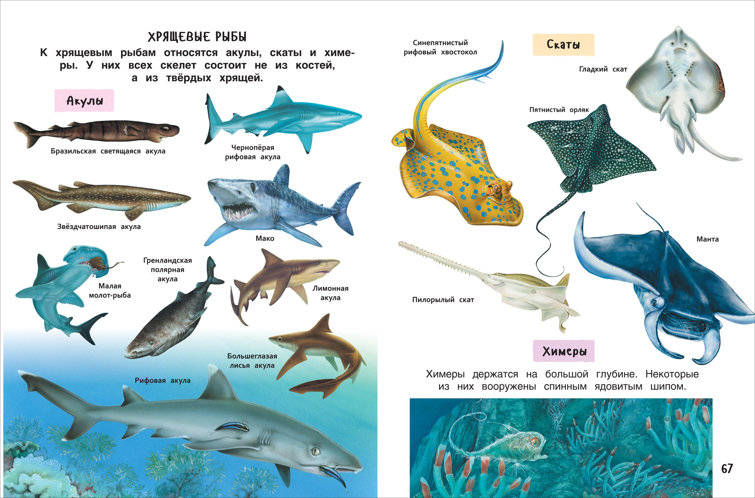 Лучшая энциклопедия для детей фото книги маленькое 4