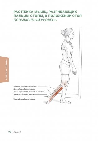 Анатомия упражнений на растяжку (новейшая редакция) фото книги 21