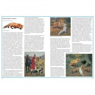 Загадки животного мира фото книги 6