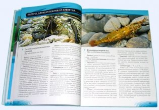 Креветки и раки в аквариуме фото книги 5