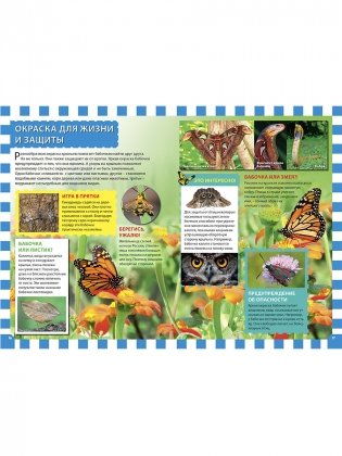 Бабочки. Детская энциклопедия фото книги 4