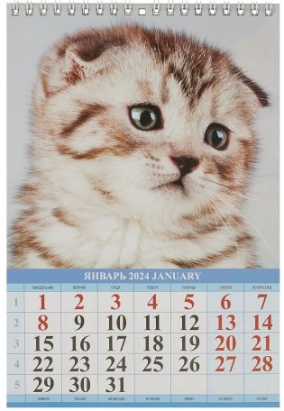 Календарь настенный на спирали на 2024г 170х250 "Котята" фото книги 3