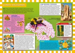 Мир насекомых. Популярная детская энциклопедия фото книги 4
