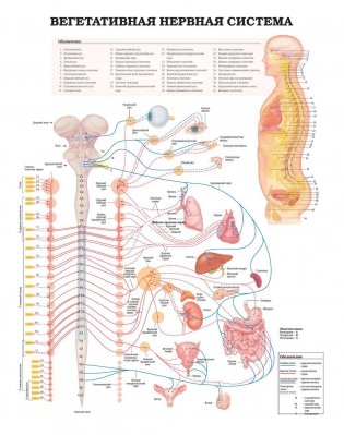 Анатомия человека: болезни и нарушения фото книги 4