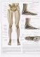 Атлас анатомии человека фото книги маленькое 7