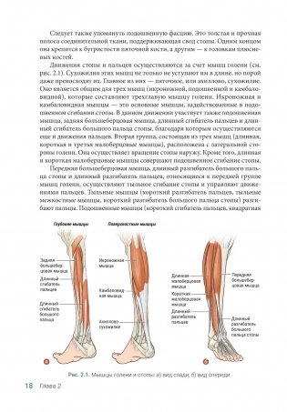Анатомия упражнений на растяжку (новейшая редакция) фото книги 17