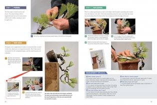 Bonsai master class фото книги 11