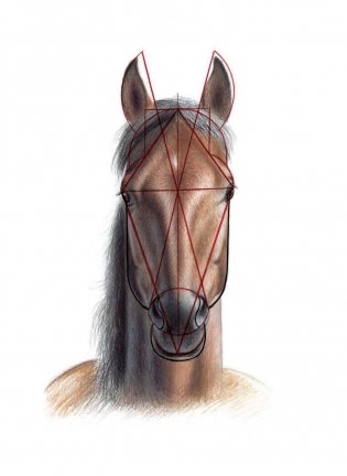 Рисуем лошадей. Руководство фото книги 3