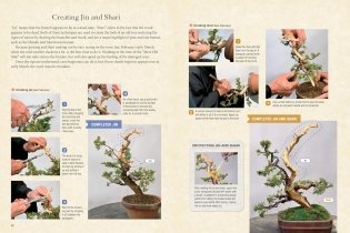 Bonsai master class фото книги 9