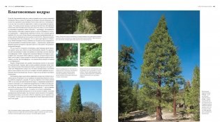 Деревья. Жизнеутверждающее путешествие по лесам, садам и паркам фото книги 2