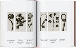 Karl Blossfeldt. The Complete Published Work. 40th Ed. фото книги 5