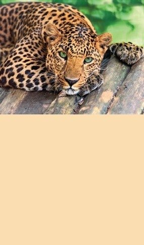 Календарь на 2020 год "Леопард" (КР33-20009) фото книги