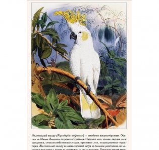 Самые красивые птицы (иллюстрации Э. Травье) фото книги 2