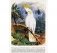 Самые красивые птицы (иллюстрации Э. Травье) фото книги маленькое 3