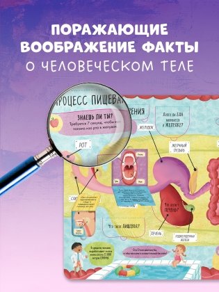 Большая книга с окошками. Тело человека фото книги 10