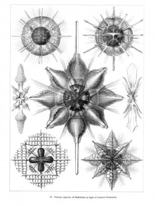 Art Forms in Nature фото книги 6