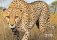 Животные Африки в натуральную величину фото книги маленькое 6