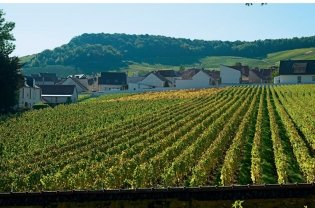 Шампанское: 8000 вкусов и ароматов фото книги 12