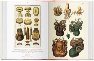 Albertus Seba. Cabinet of Natural Curiosities фото книги 5