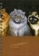 Скетчбук "Уэйн. Пять кошек. Рыжий во главе" фото книги маленькое 2